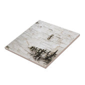 樺の木樹皮2330 タイル (側面)