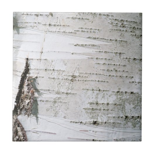 樺の木樹皮 タイル (正面)