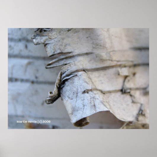 樺の木樹皮 ポスター (正面)