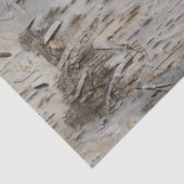 樺の木樹皮 薄葉紙 (詳細)