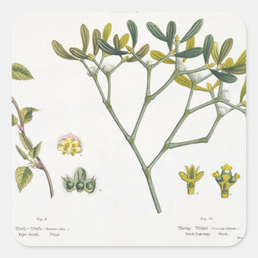 樺の木離れ(右)とミスタントー(図9、10) スクエアシール (正面)