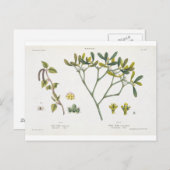 樺の木離れ（右）とミスタントー（図9、10） ポストカード (正面/裏面)