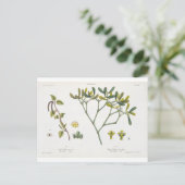 樺の木離れ（右）とミスタントー（図9、10） ポストカード (スタンド正面)