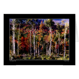 樺の木（カラーカードに対する）