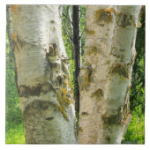 樺の木 タイル (正面)