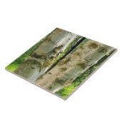 樺の木 タイル (側面)