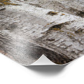 樺の木 フォトプリント            (角)