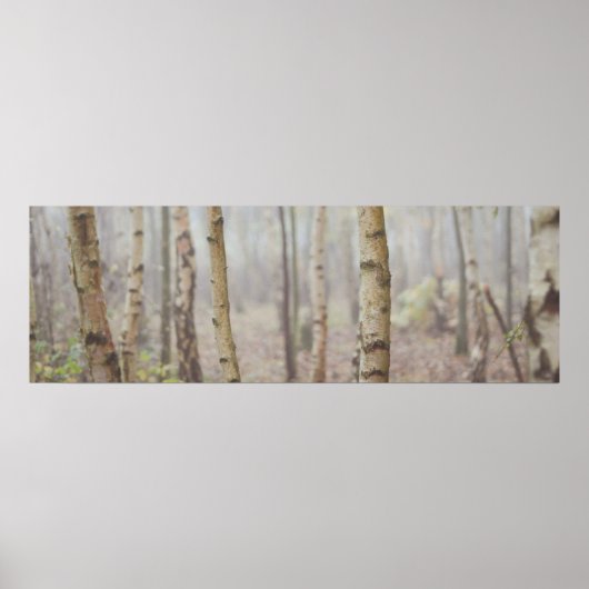 樺の木 ポスター (正面)