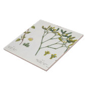 樺の木(残っている)およびヤドリギ(右の)、図9および10 タイル (側面)