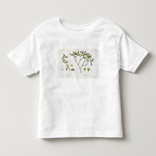 樺の木(残っている)およびヤドリギ(右の)、図9および10 トドラーTシャツ (正面)