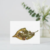 「樺の木#2」国道葉書 ポストカード (スタンド正面)