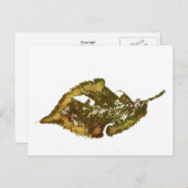 「樺の木#2」国道葉書 ポストカード (正面/裏面)