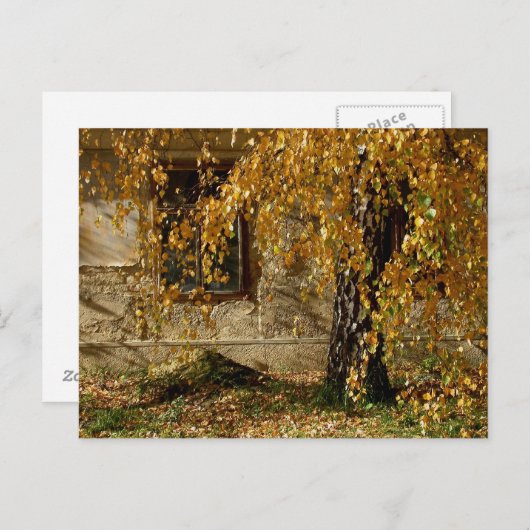 樺の木in秋 ポストカード (正面/裏面)