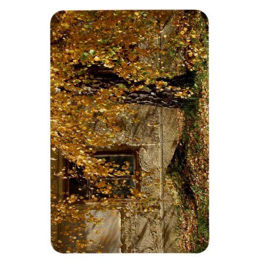 樺の木in秋 マグネット (縦)