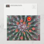 樽型サボテン葉書（アリゾナ） ポストカード (正面/裏面)