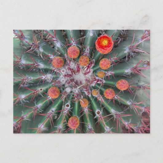 樽型サボテン葉書（アリゾナ） ポストカード (正面)