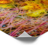 樽型サボテン、カリフォルニア州 ポスター (角)