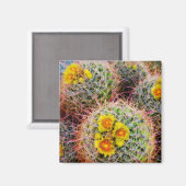 樽型サボテン、カリフォルニア州 マグネット (正面/裏面)