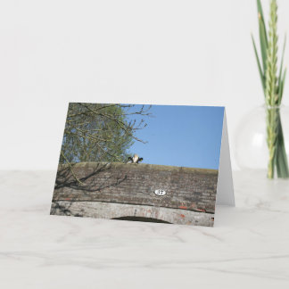 橋Llangollen運河Notecardに見ている牛 カード