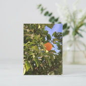 橙花 ポストカード (スタンド正面)