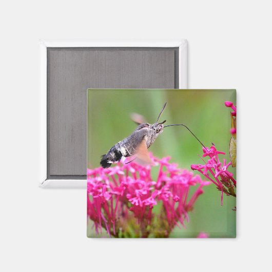 機内ハチドリ マグネット (正面/裏面)