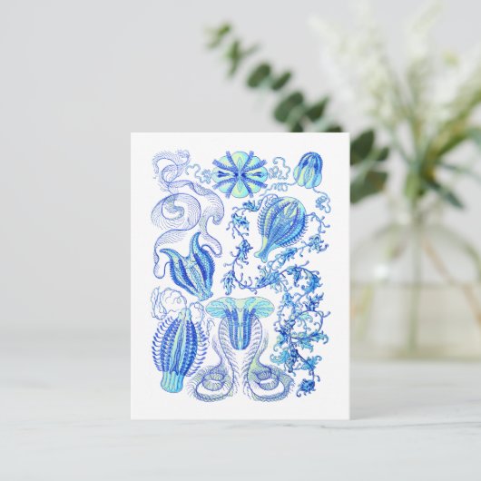 櫛のひげ ポストカード (スタンド正面)