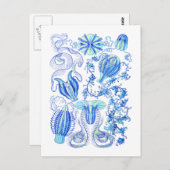 櫛のひげ ポストカード (正面/裏面)