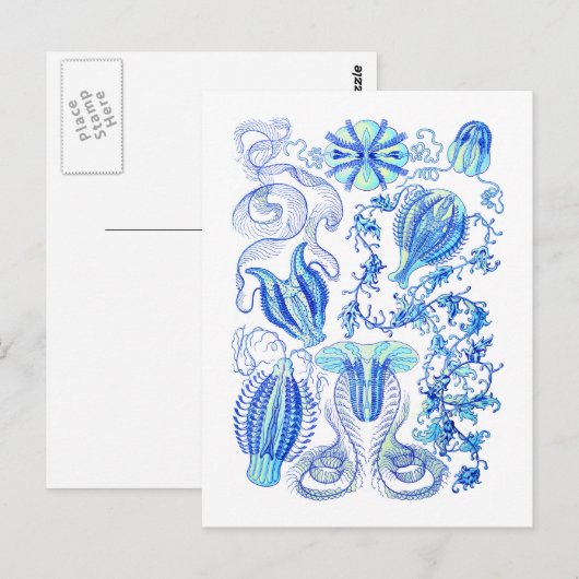 櫛のひげ ポストカード (正面/裏面)