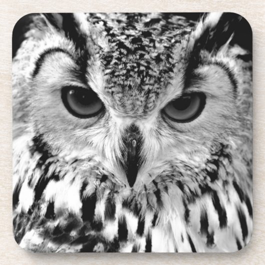 欧亜のワシフクロウのポートレートの上で閉めて下さい コースター (正面)