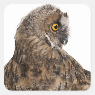 欧亜のScopsフクロウ- Otusのscops (2か月古い) スクエアシール