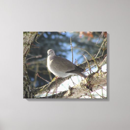 欧亜混血人は冬のカエデの木で潜りました キャンバスプリント (正面)