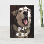 歌うおもしろいアラスカンマラムート犬の写真 カード (正面)