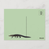 歌うフロリダアリゲーターw IDボックス ポストカード (裏面)