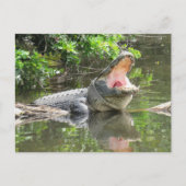 歌うフロリダアリゲーターw IDボックス ポストカード (正面)