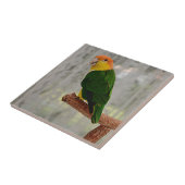 歌う白いベラドカイケパロット タイル (側面)