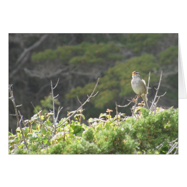 歌う鳥 (正面横)