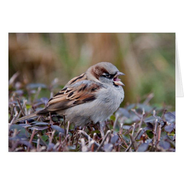 歌う鳥 (正面横)