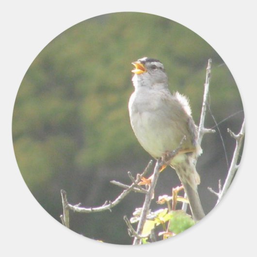 歌う鳥 ラウンドシール (正面)