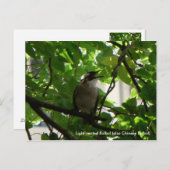 歌う鳥/牛中国の肉 ポストカード (正面/裏面)