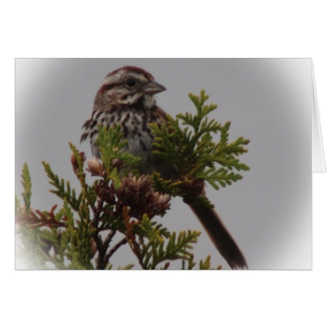 歌の鳥 (正面横)
