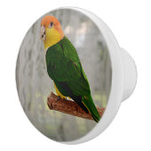 歌を歌う白い腹の下のカイケオウ セラミックノブ (右)