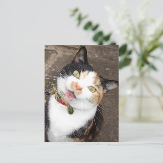 歌唱虎猫 ポストカード (スタンド正面)