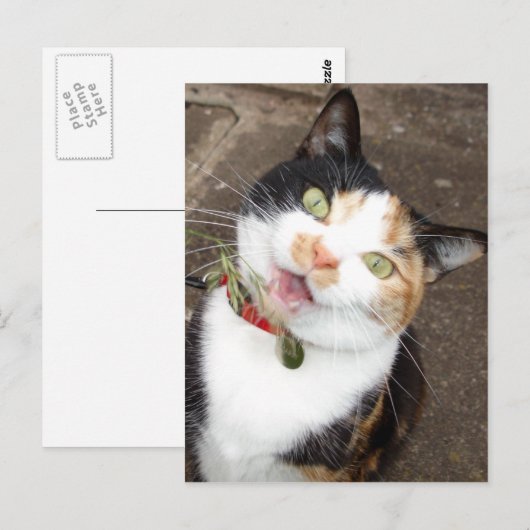 歌唱虎猫 ポストカード (正面/裏面)