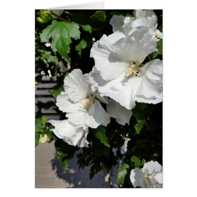 歓迎される白い花 (正面)