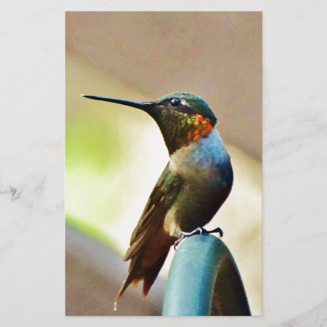 止まったルビーと緑の小さなハミングバード (正面)