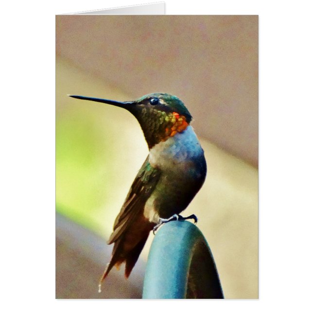 止まったルビーと緑の小さなハミングバード (正面)