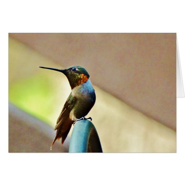 止まったルビーと緑の小さなハミングバード (正面横)