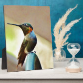 止まったルビーと緑の小さなハミングバード フォトプラーク (側面)