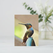 止まったルビーと緑の小さなハミングバード ポストカード (スタンド正面)