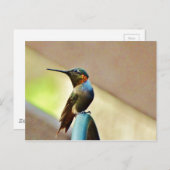 止まったルビーと緑の小さなハミングバード ポストカード (正面/裏面)